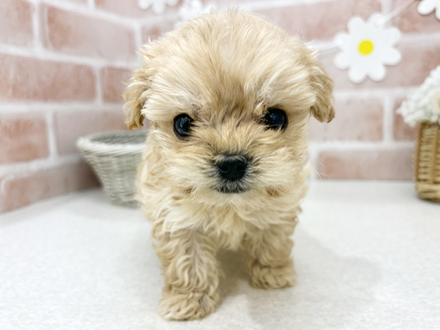 東京都のチワプー/プーチー(チワワ×プードル) (ペッツファーストお台場店/2025年10月28日生まれ/男の子/アプリコット)の子犬の1枚目の画像