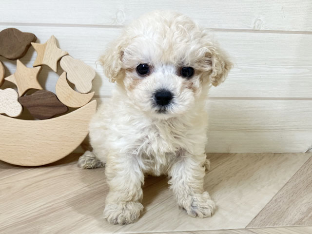 鳥取県のトイプードル(トイ) (ペッツファースト日吉津店/2025年10月29日生まれ/男の子/クリーム)の子犬