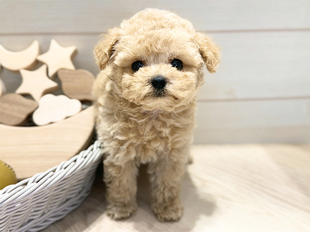 群馬県のトイプードル(ティーカップ) (ペッツファースト高崎店/2025年10月27日生まれ/女の子/アプリコット)の子犬の1枚目の画像