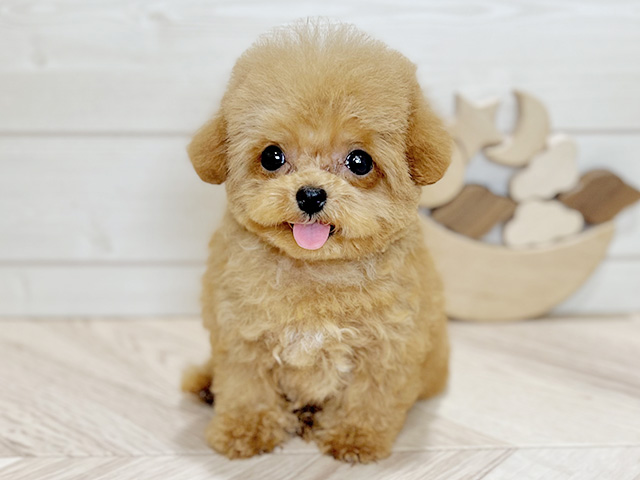 東京都のトイプードル(ティーカップ) (ペッツファースト吉祥寺本店/2025年10月28日生まれ/女の子/アプリコット)の子犬の1枚目の画像