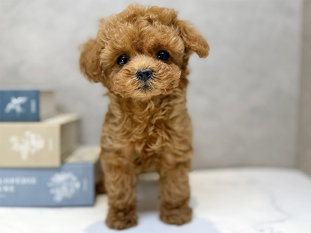 埼玉県のトイプードル(タイニー) (ペッツファースト川口店/2025年10月29日生まれ/男の子/レッド)の子犬の1枚目の画像