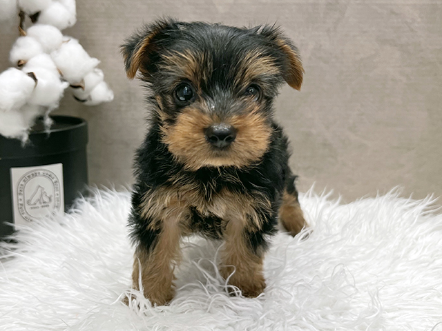 東京都のヨークシャーテリア (ペッツファースト青山店/2025年10月28日生まれ/女の子/スチールブルータン)の子犬