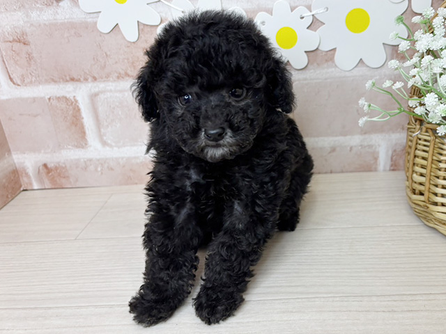 鹿児島県のトイプードル(タイニー) (ペッツファースト鹿児島店/2025年10月29日生まれ/男の子/シルバー)の子犬