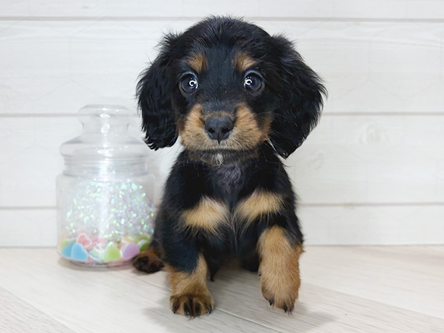 カニヘンダックスフンド