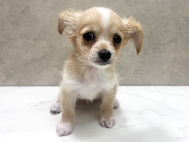 埼玉県のチワックス(チワワ×ダックス) (ペッツファースト岩槻店/2025年10月29日生まれ/男の子/クリームホワイト)の子犬の1枚目の画像