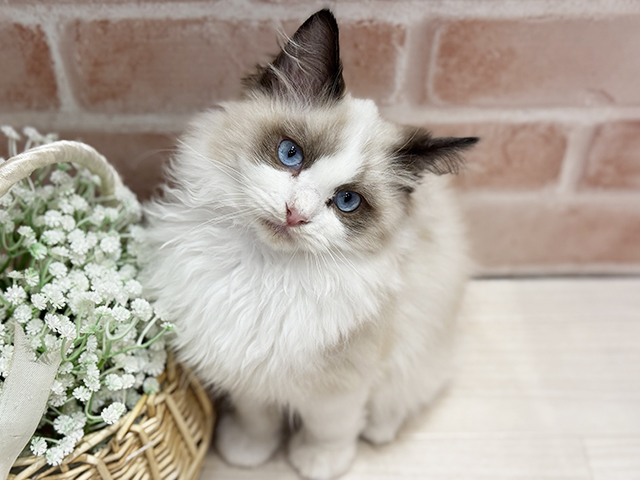 大阪府のラグドール (ペッツファースト北心斎橋店/2025年10月29日生まれ/男の子/シールポイントバイカラー)の子猫の1枚目の画像