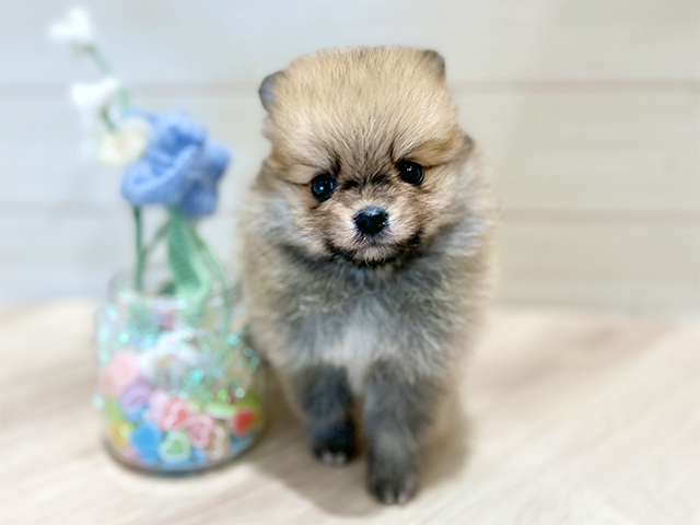 大阪府のポメラニアン (ペッツファーストららぽーと門真店/2025年10月29日生まれ/女の子/オレンジ)の子犬の1枚目の画像