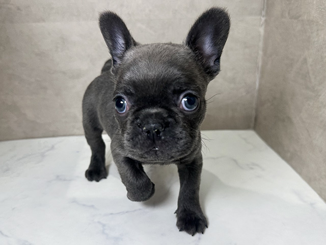 フレンチブルドッグ