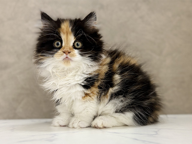 大阪府のマンチカン (ペッツファースト東大阪店/2025年10月27日生まれ/女の子/キャリコ)の子猫の1枚目の画像