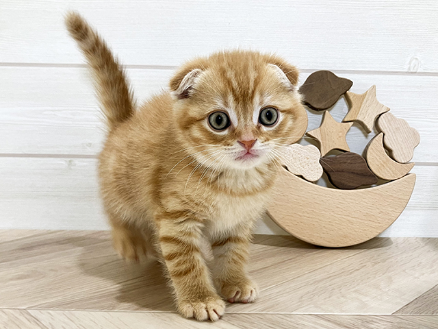 鳥取県のスコティッシュフォールド (ペッツファースト日吉津店/2025年10月29日生まれ/男の子/レッドタビー)の子猫