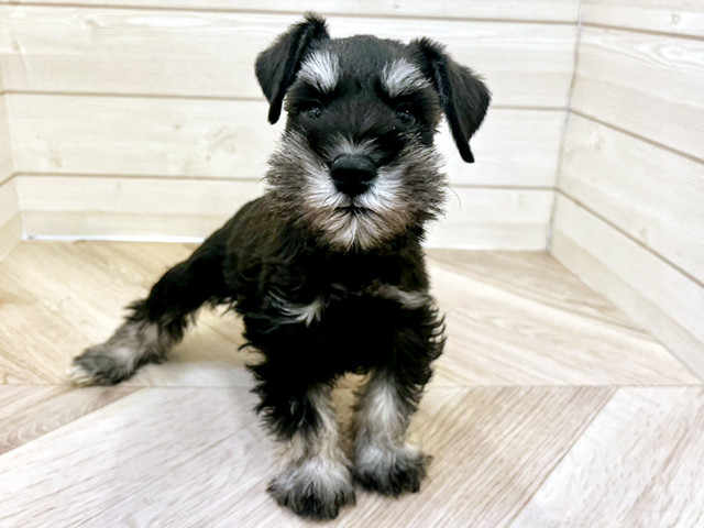 福岡県のミニチュアシュナウザー (ペッツファースト大牟田店/2025年10月28日生まれ/男の子/ブラックシルバー)の子犬の1枚目の画像