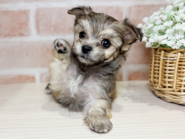 岡山県のチワマル/マルチワ(チワワ×マルチーズ) (ペッツファースト倉敷店/2025年10月29日生まれ/男の子/フォーン)の子犬の1枚目の画像