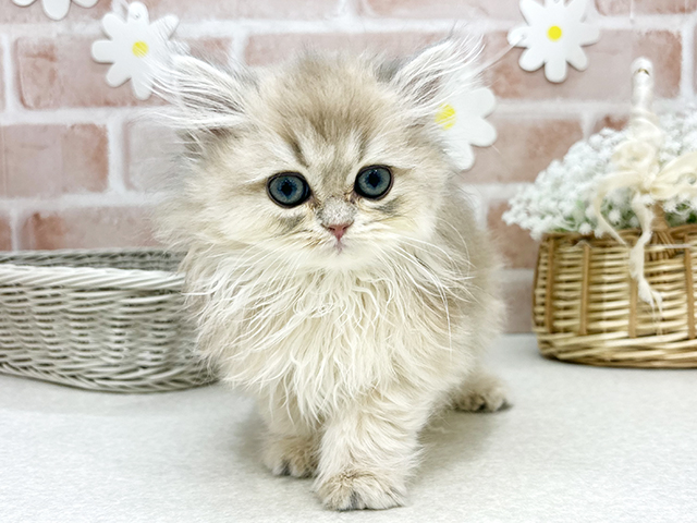 東京都のブリティッシュロングヘアー (ペッツファーストお台場店/2025年10月20日生まれ/女の子/ブルーゴールデン)の子猫の1枚目の画像