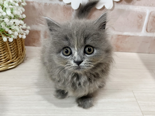 静岡県のラガマフィン (ペッツファースト富士南店/2025年10月30日生まれ/女の子/ブルー)の子猫
