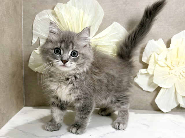 東京都のサイベリアン (ペッツファースト原宿店/2025年10月16日生まれ/男の子/ブルータビー)の子猫の1枚目の画像