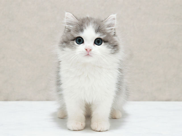 東京都のサイベリアン (ペッツファースト中野店/2025年10月30日生まれ/女の子/ブルーホワイト)の子猫の1枚目の画像