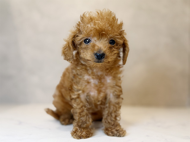 東京都のトイプードル(ティーカップ) (ペッツファーストららぽーと立川立飛店/2025年10月28日生まれ/女の子/レッド)の子犬の1枚目の画像