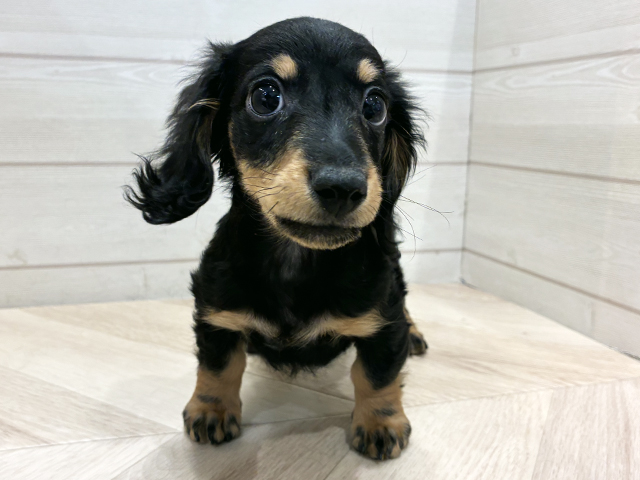 埼玉県のミニチュアダックスフンド(ロング) (ペッツファーストカインズ浦和美園店/2025年10月30日生まれ/男の子/ブラックタン)の子犬の1枚目の画像