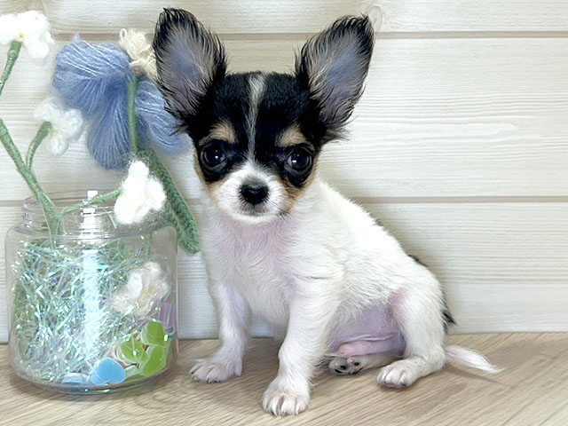 大阪府のチワワ(ロング) (ペッツファーストららぽーと門真店/2025年10月29日生まれ/男の子/トライカラー)の子犬の1枚目の画像