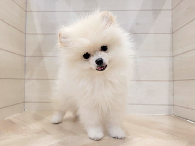 神奈川県のポメラニアン (ペッツファースト大和鶴間店/2025年10月30日生まれ/男の子/クリーム)の子犬