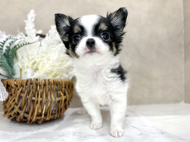 大阪府のチワワ(ロング) (ペッツファースト茶屋町店/2025年10月30日生まれ/女の子/トライカラー)の子犬の1枚目の画像
