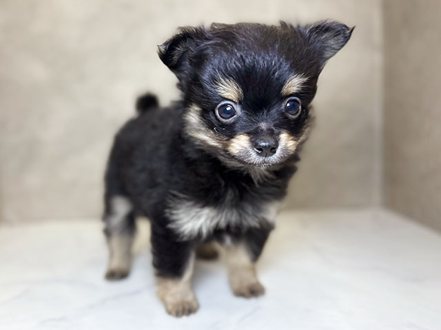 埼玉県のポメチワ/チワポメ/ポメチー(ポメラニアン×チワワ) (ペッツファーストPETEMOレイクタウンmori店/2025年10月30日生まれ/女の子/ブラックタン)の子犬の1枚目の画像