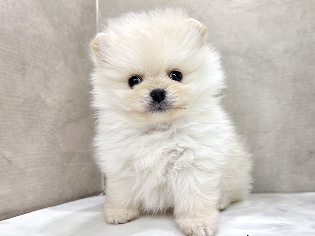 ポメラニアン