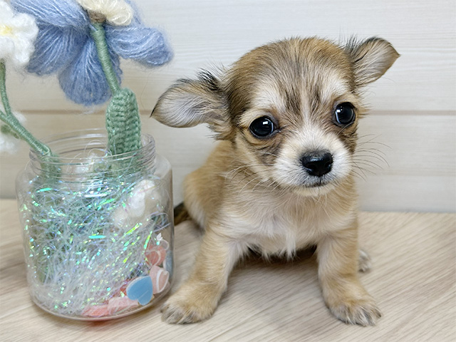 大阪府のチワックス(チワワ×ダックス) (ペッツファーストららぽーと門真店/2025年10月30日生まれ/女の子/チョコレートフォーン)の子犬の1枚目の画像