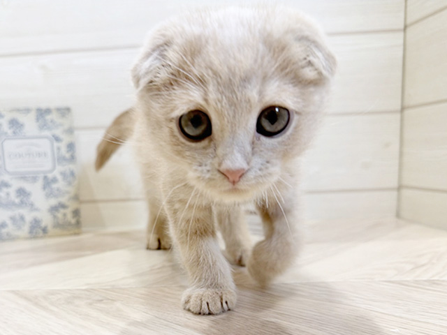 愛知県のスコティッシュフォールド (ペッツファースト岡崎店/2025年10月27日生まれ/男の子/クリームタビー)の子猫の1枚目の画像