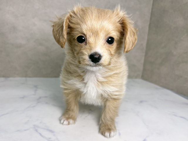 大阪府のチワプー/プーチー(チワワ×プードル) (ペッツファースト東大阪店/2025年10月30日生まれ/女の子/クリーム)の子犬の1枚目の画像