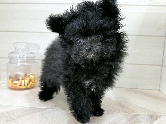 兵庫県のポメプー(ポメラニアン×プードル) (ペッツファースト神戸元町店/2025年10月29日生まれ/男の子/ブラック)の子犬の1枚目の画像