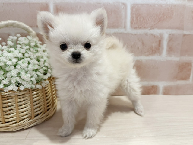 神奈川県のポメチワ/チワポメ/ポメチー(ポメラニアン×チワワ) (ペッツファースト横浜元町店/2025年10月30日生まれ/女の子/ホワイト)の子犬の1枚目の画像