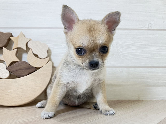 鳥取県のポメチワ/チワポメ/ポメチー(ポメラニアン×チワワ) (ペッツファースト日吉津店/2025年10月30日生まれ/女の子/オレンジ)の子犬の1枚目の画像