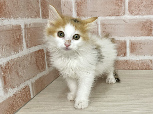 大阪府のノルウェージャンフォレストキャット (ペッツファースト東大阪店/2025年10月20日生まれ/女の子/キャリコ)の子猫の1枚目の画像