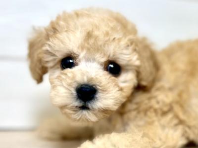 東京都のトイプードル(トイ) (ペッツファースト昭島店/2025年8月3日生まれ/男の子/アプリコット)の子犬の3枚目の画像