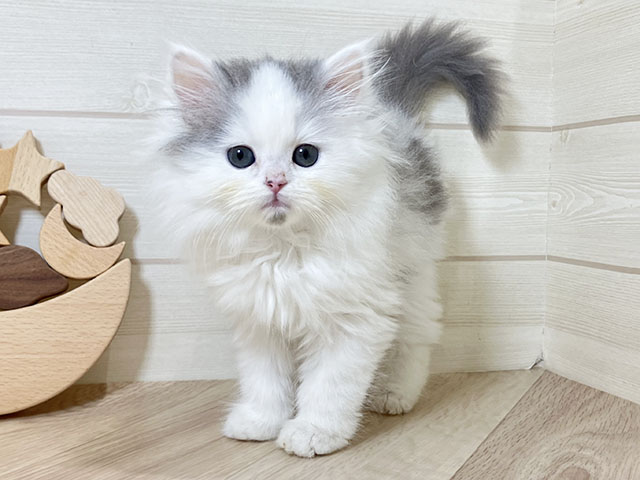 鳥取県のラガマフィン (ペッツファースト日吉津店/2025年10月31日生まれ/男の子/ブルーホワイト)の子猫の1枚目の画像