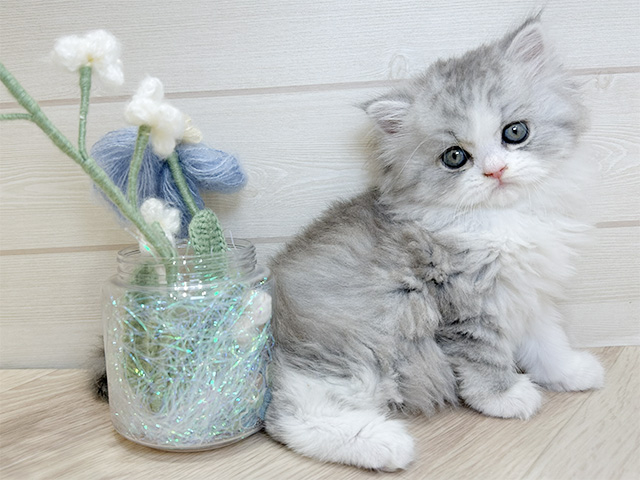大阪府のラガマフィン (ペッツファーストららぽーと門真店/2025年10月31日生まれ/男の子/シルバータビーホワイト)の子猫の1枚目の画像