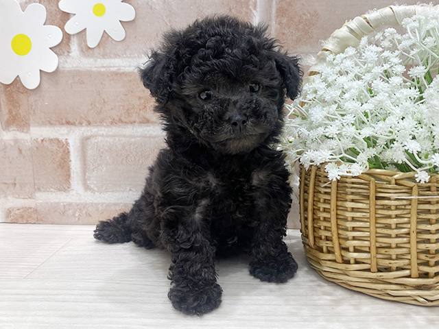 福岡県のトイプードル(タイニー) (ペッツファースト筑紫野店/2025年10月30日生まれ/男の子/シルバー)の子犬の1枚目の画像