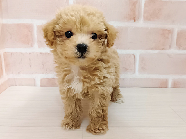 埼玉県のマルプー(マルチーズ×プードル) (ペッツファースト春日部店/2025年11月1日生まれ/男の子/アプリコット)の子犬の1枚目の画像