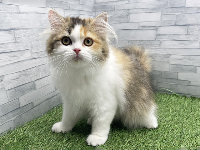 神奈川県のスコティッシュフォールド (ペッツファースト横浜瀬谷店/2025年11月3日生まれ/女の子/キャリコ)の子猫の1枚目の画像