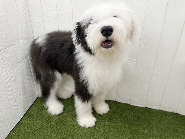 オールドイングリッシュシープドッグ, 性別 男の子, 誕生日 2025/11/02, 毛色 グレーホワイト, 出身 群馬県, 店舗 三郷店(埼玉県), お問い合わせ番号 200019118