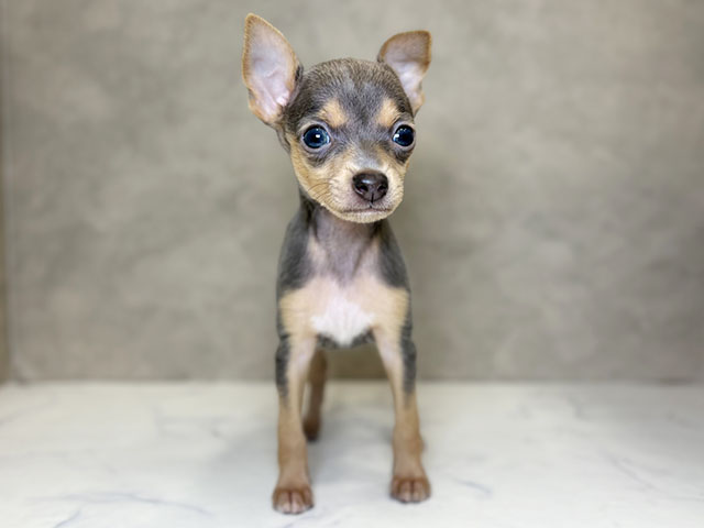 埼玉県のイタリアングレーハウンドミックス (ペッツファーストPETEMOレイクタウンmori店/2025年11月3日生まれ/男の子/ブルークリームタンホワイト)の子犬の1枚目の画像