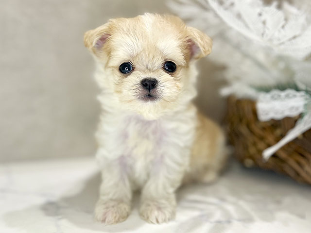 大阪府のチワマル/マルチワ(チワワ×マルチーズ) (ペッツファースト茶屋町店/2025年11月3日生まれ/男の子/アプリコット)の子犬の1枚目の画像