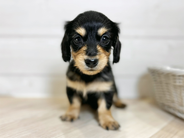 東京都のミニチュアダックスフンド(ロング) (ペッツファースト昭島店/2025年11月3日生まれ/男の子/ブラックタン)の子犬の1枚目の画像