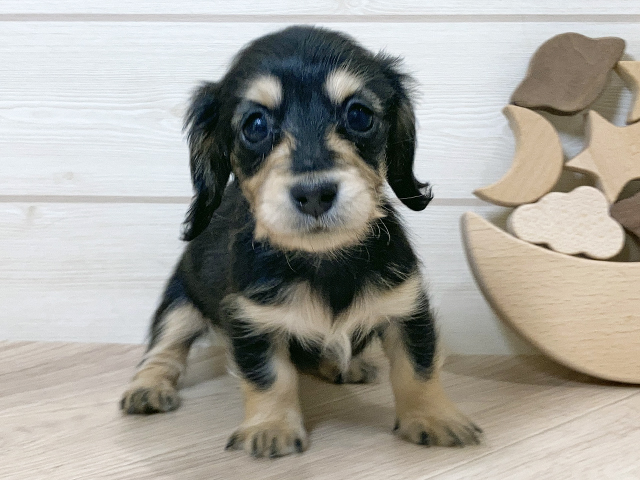 ミニチュアダックスフンド