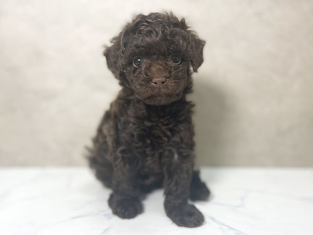 大阪府のトイプードル(タイニー) (ペッツファースト東大阪店/2025年11月3日生まれ/男の子/ブラウン)の子犬の1枚目の画像