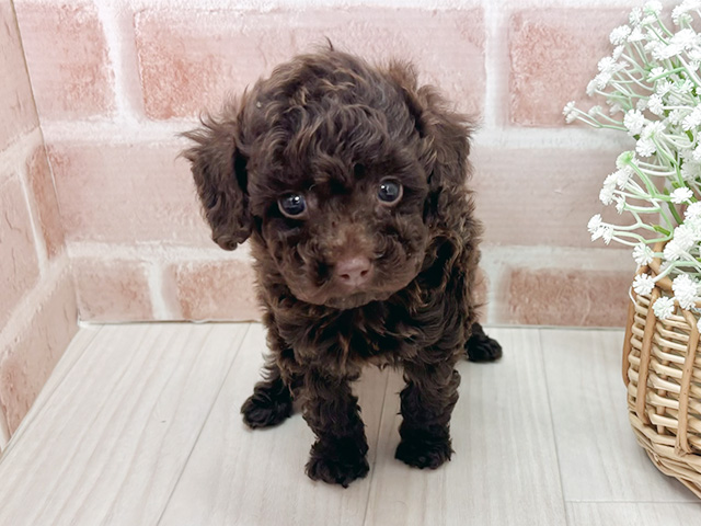 埼玉県のトイプードル(タイニー) (ペッツファースト川越店/2025年11月3日生まれ/女の子/ブラウン)の子犬の1枚目の画像