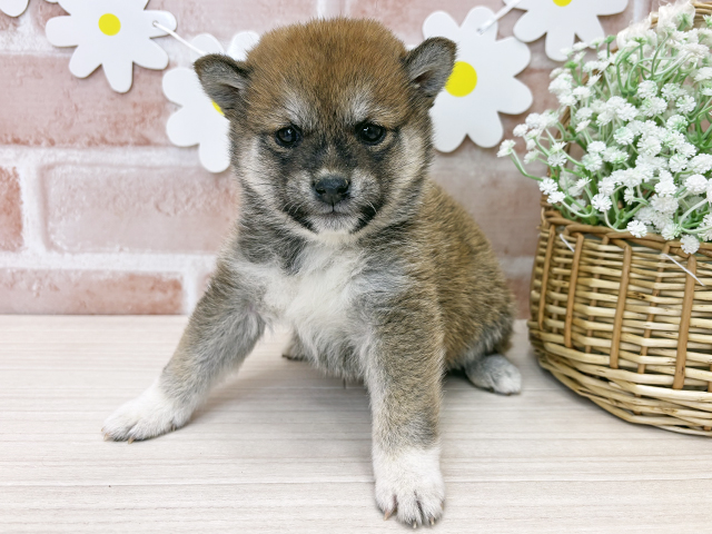 鹿児島県の豆柴 (ペッツファースト鹿児島店/2025年11月2日生まれ/女の子/赤)の子犬の1枚目の画像