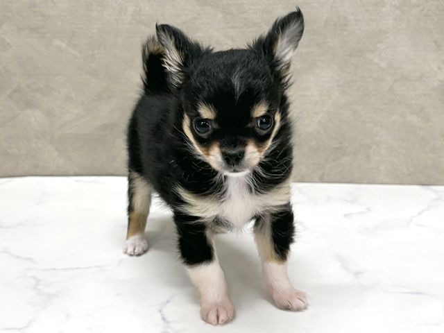 東京都のチワワ(ロング) (ペッツファースト八王子多摩美大前店/2025年11月3日生まれ/男の子/ブラックタンホワイト)の子犬の1枚目の画像