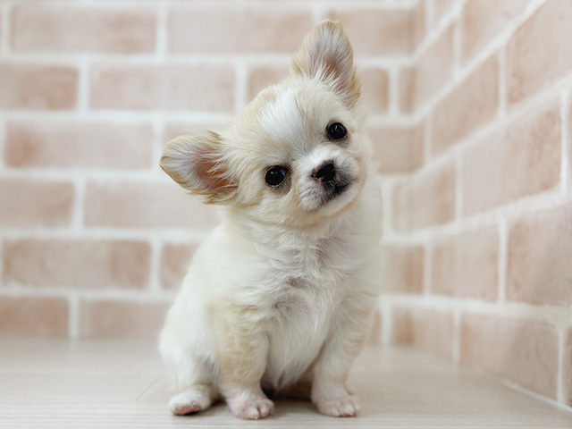 埼玉県のチワワ(ロング) (ペッツファーストさいたま新都心店/2025年11月3日生まれ/女の子/クリーム)の子犬の1枚目の画像